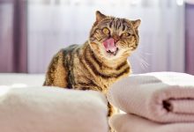 Фото - 8 способов избавиться от кошачьего запаха, о которых мало кто знает