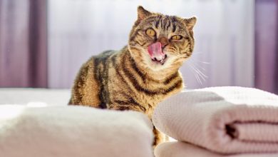 Фото - 8 способов избавиться от кошачьего запаха, о которых мало кто знает